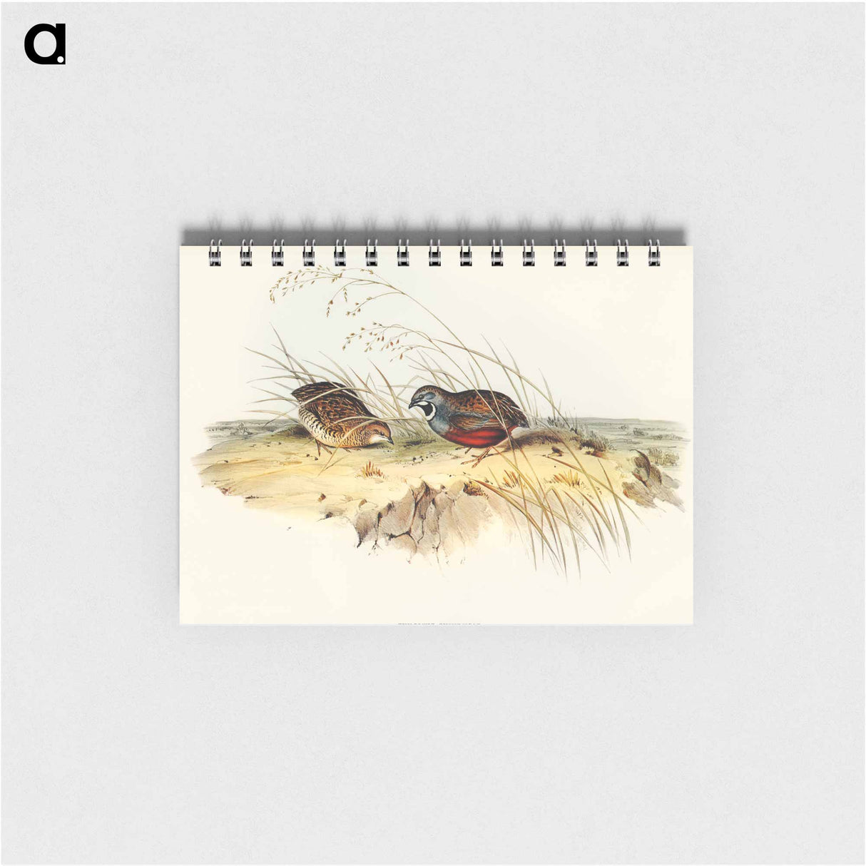 アートメモ帳-Chinese Quail
 - オーストラリアの鳥 Memo.