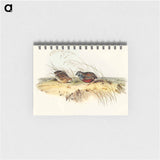 アートメモ帳-Chinese Quail
 - オーストラリアの鳥 Memo.