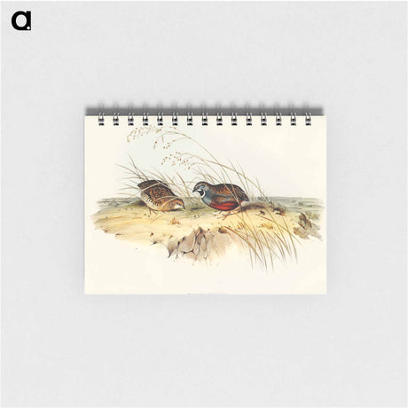 アートメモ帳-Chinese Quail
 - オーストラリアの鳥 Memo.