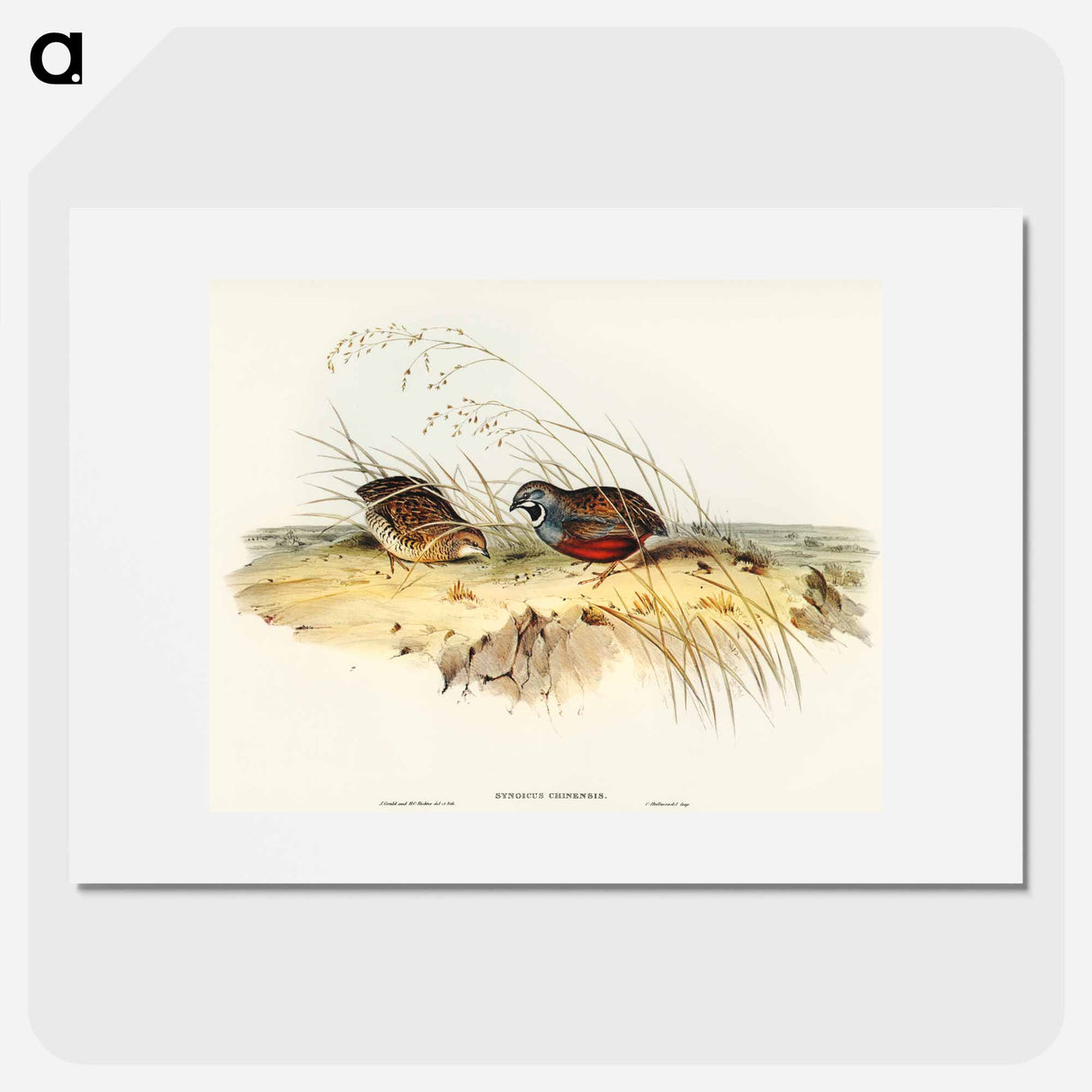 アートポスター-Chinese Quail
 - オーストラリアの鳥 Poster.