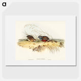 アートポスター-Chinese Quail
 - オーストラリアの鳥 Poster.