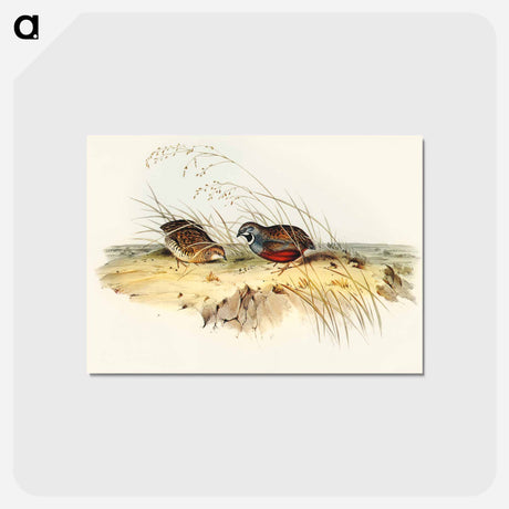 アートポストカード-Chinese Quail
 - オーストラリアの鳥 Postcard.