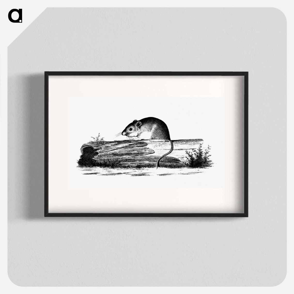アートポスター-Mouse from Report of an Expedition Down the Zuni and Colorado Rivers
 - 大英図書館 Poster.