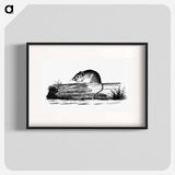 アートポスター-Mouse from Report of an Expedition Down the Zuni and Colorado Rivers
 - 大英図書館 Poster.