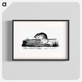 アートポスター-Mouse from Report of an Expedition Down the Zuni and Colorado Rivers
 - 大英図書館 Poster.