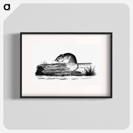 アートポスター-Mouse from Report of an Expedition Down the Zuni and Colorado Rivers
 - 大英図書館 Poster.