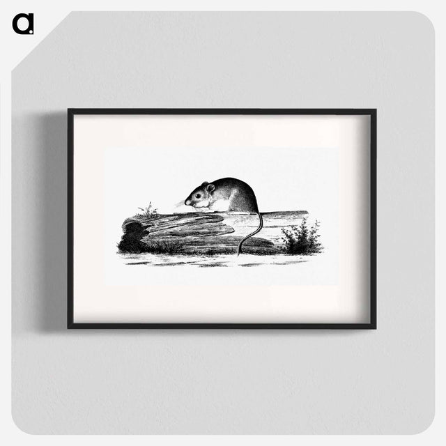 アートポスター-Mouse from Report of an Expedition Down the Zuni and Colorado Rivers
 - 大英図書館 Poster.