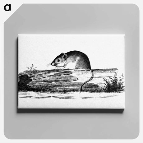 アートパネル-Mouse from Report of an Expedition Down the Zuni and Colorado Rivers
 - 大英図書館 Canvas.