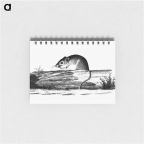 アートメモ帳-Mouse from Report of an Expedition Down the Zuni and Colorado Rivers
 - 大英図書館 Memo.