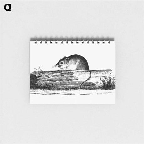 アートメモ帳-Mouse from Report of an Expedition Down the Zuni and Colorado Rivers
 - 大英図書館 Memo.
