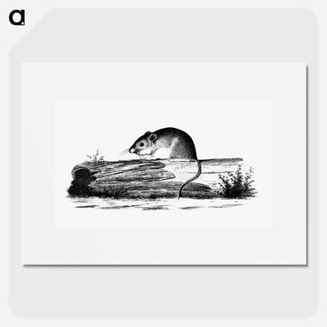 アートポスター-Mouse from Report of an Expedition Down the Zuni and Colorado Rivers
 - 大英図書館 Poster.