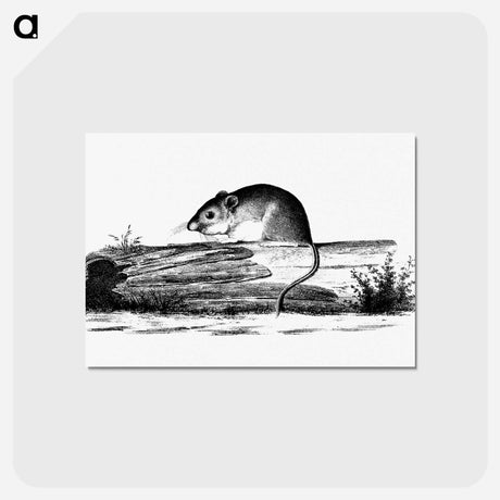 アートポストカード-Mouse from Report of an Expedition Down the Zuni and Colorado Rivers
 - 大英図書館 Postcard.