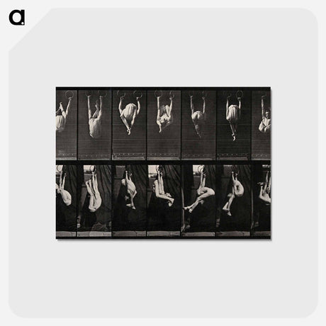 アートポストカード-Gymnast on Rings
 - エドワード マイブリッジ Postcard.