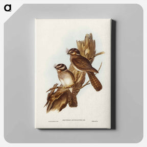 アートパネル-White-bellied Owlet Nightjar
 - ジョン グールド Canvas.