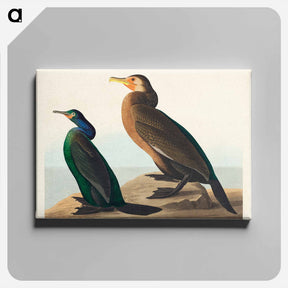 アートパネル-Violet-green and Townsend's Cormorants
 - ジョン ジェームス オーデュボン Canvas.