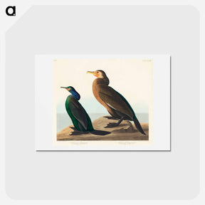 アートポストカード-Violet-green and Townsend's Cormorants
 - ジョン ジェームス オーデュボン Postcard.