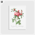 アートポストカード-Cabbage Rose bloom - ピエール ジョゼフ ルドゥーテ Postcard.