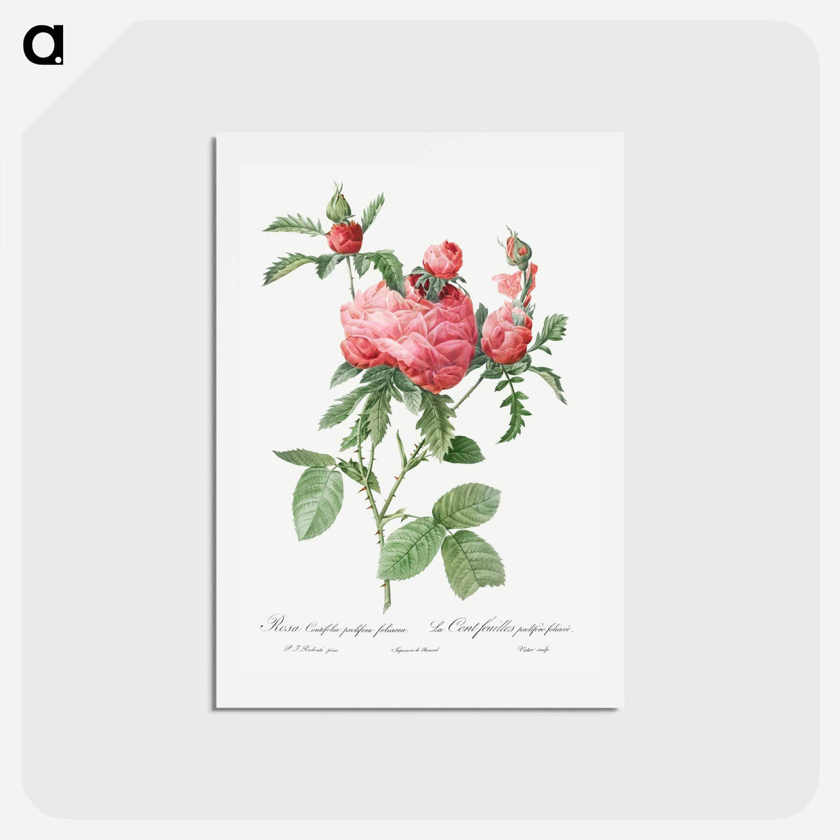 アートポストカード-Cabbage Rose bloom - ピエール ジョゼフ ルドゥーテ Postcard.
