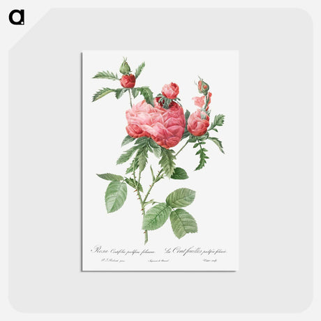 アートポストカード-Cabbage Rose bloom - ピエール ジョゼフ ルドゥーテ Postcard.