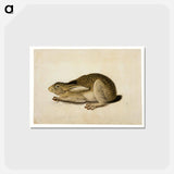 アートポストカード-Black-Tailed Hare
 - セントルイス美術館 Postcard.