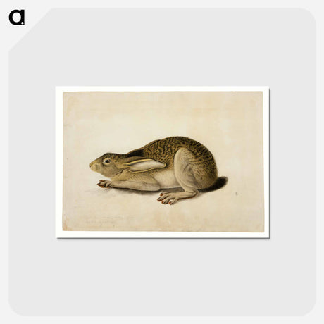アートポストカード-Black-Tailed Hare
 - セントルイス美術館 Postcard.