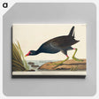 アートパネル-Common Gallinule from Birds of America
 - アメリカの鳥たち Canvas.