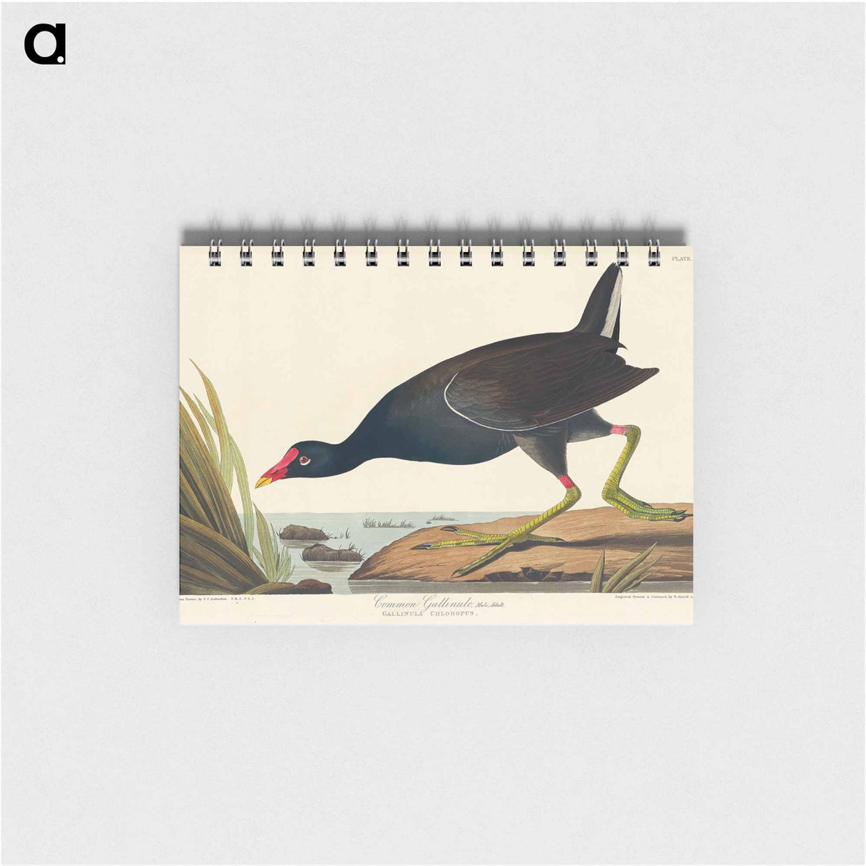 アートメモ帳-Common Gallinule from Birds of America
 - アメリカの鳥たち Memo.