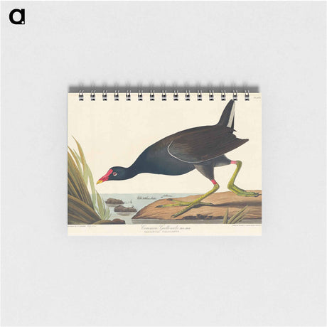 アートメモ帳-Common Gallinule from Birds of America
 - アメリカの鳥たち Memo.