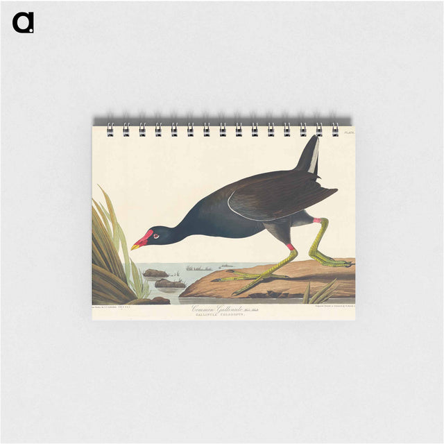アートメモ帳-Common Gallinule from Birds of America
 - アメリカの鳥たち Memo.