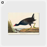 アートポストカード-Common Gallinule from Birds of America
 - アメリカの鳥たち Postcard.
