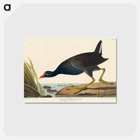 アートポストカード-Common Gallinule from Birds of America
 - アメリカの鳥たち Postcard.