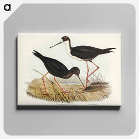 アートパネル-New Zealand Stilt
 - オーストラリアの鳥 Canvas.