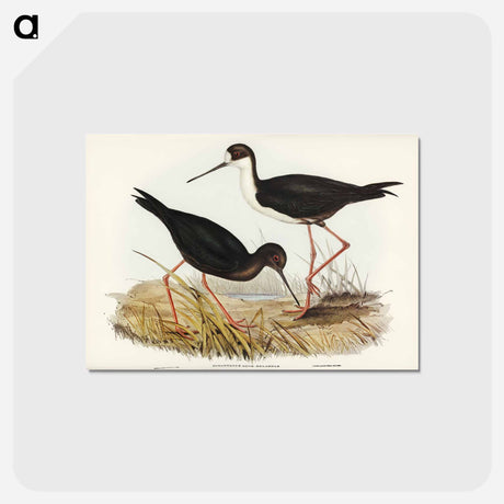 アートポストカード-New Zealand Stilt
 - オーストラリアの鳥 Postcard.