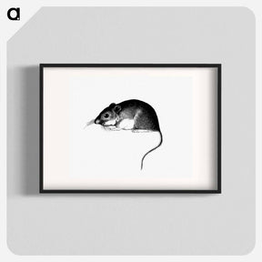 アートポスター-Mouse, from Report of an Expedition Down the Zuni and Colorado Rivers
 - 大英図書館 Poster.