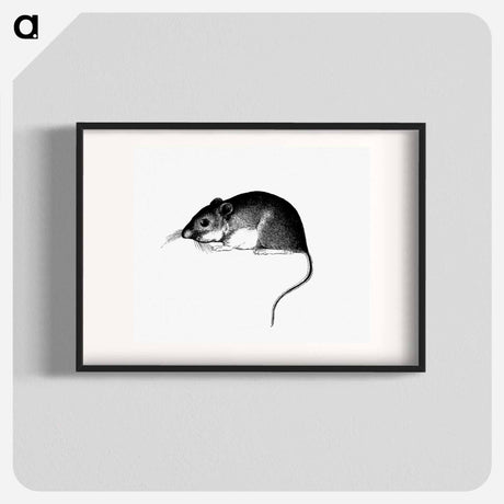 アートポスター-Mouse, from Report of an Expedition Down the Zuni and Colorado Rivers
 - 大英図書館 Poster.