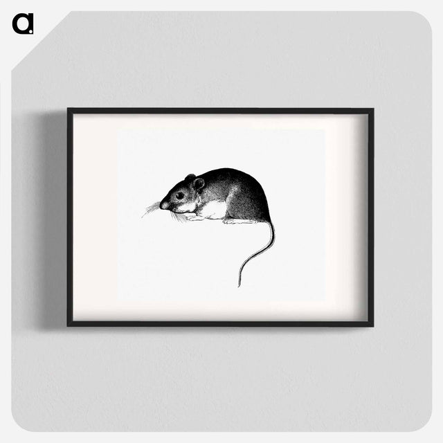 アートポスター-Mouse, from Report of an Expedition Down the Zuni and Colorado Rivers
 - 大英図書館 Poster.