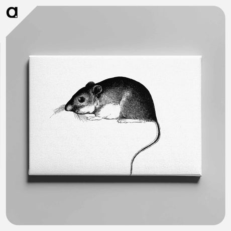 アートパネル-Mouse, from Report of an Expedition Down the Zuni and Colorado Rivers
 - 大英図書館 Canvas.