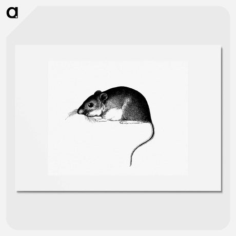 アートポスター-Mouse, from Report of an Expedition Down the Zuni and Colorado Rivers
 - 大英図書館 Poster.