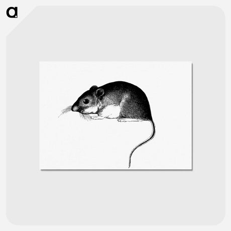 アートポストカード-Mouse, from Report of an Expedition Down the Zuni and Colorado Rivers
 - 大英図書館 Postcard.