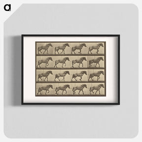 アートポスター-Animal Locomotion
 - エドワード マイブリッジ Poster.