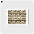 アートポストカード-Animal Locomotion
 - エドワード マイブリッジ Postcard.