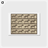 アートポストカード-Animal Locomotion
 - エドワード マイブリッジ Postcard.
