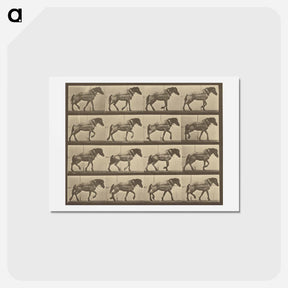 アートポストカード-Animal Locomotion
 - エドワード マイブリッジ Postcard.
