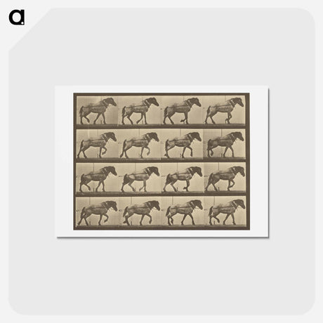 アートポストカード-Animal Locomotion
 - エドワード マイブリッジ Postcard.