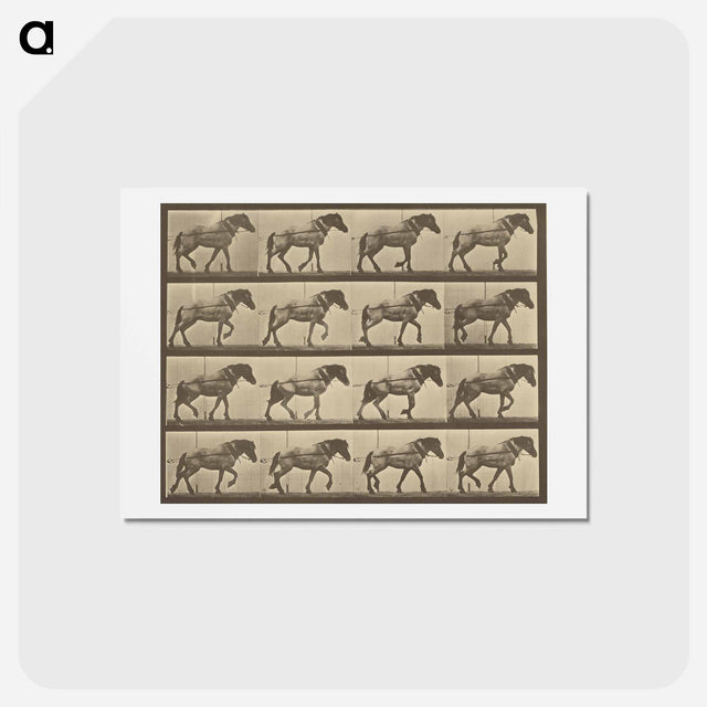 アートポストカード-Animal Locomotion
 - エドワード マイブリッジ Postcard.