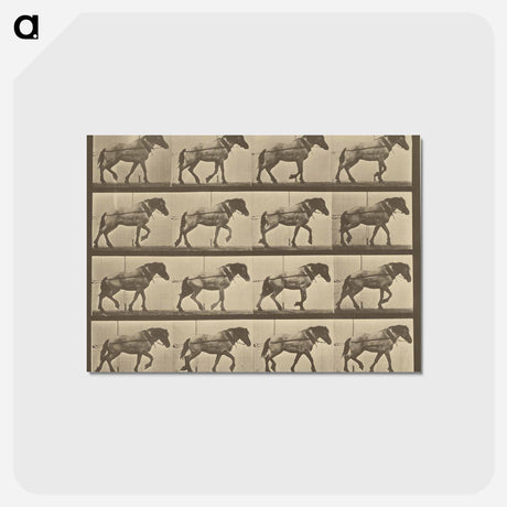 アートポストカード-Animal Locomotion
 - エドワード マイブリッジ Postcard.