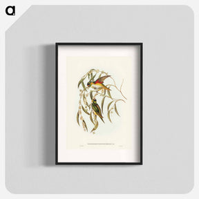 アートポスター-Porphyry-crowned Lorikeet
 - ジョン グールド Poster.