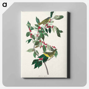 アートパネル-Nashville Warbler
 - ジョン ジェームス オーデュボン Canvas.