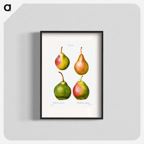 アートポスター-Pear, Pyrus communis - ピエール ジョゼフ ルドゥーテ Poster.