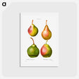 アートポストカード-Pear, Pyrus communis - ピエール ジョゼフ ルドゥーテ Postcard.